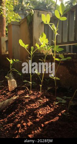 Les jeunes plants d'arachides poussent bien dans un jardin ensoleillé. Tracheophytes, angiospermes, Eudicotes, Rosids -- Fabales -- Fabacea -- Arachis -- A. hypogaea Banque D'Images