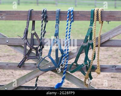 Trois colliers à tête de cheval avec des cordes de plomb accrochent sur la porte à un enclos. Banque D'Images