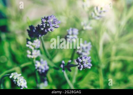 gros plan de fleurs de lavande violettes sur fond vert défoqué Banque D'Images