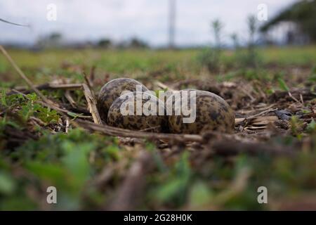 Le Pluvier (vanellus Miles) ou le lapin masqué nichent avec quatre œufs vert olive et bruns. Cet oiseau de taille moyenne est également connu sous le nom de pluvier à ailettes. Banque D'Images