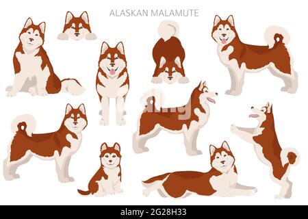 Alaskan malamute toutes les couleurs clipart. Différentes couleurs de pelage et poses. Illustration vectorielle Illustration de Vecteur