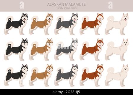 Alaskan malamute toutes les couleurs clipart. Différentes couleurs de pelage et poses. Illustration vectorielle Illustration de Vecteur