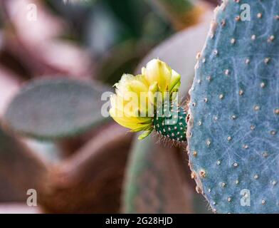 Cactus fleurit. Le fruit du cactus. cactus fleurit. cactus fructification. Banque D'Images