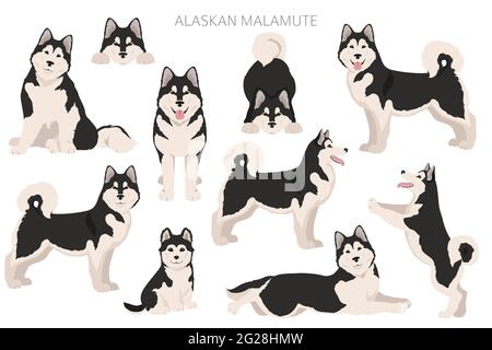 Alaskan malamute toutes les couleurs clipart. Différentes couleurs de pelage et poses. Illustration vectorielle Illustration de Vecteur