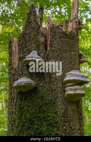 Forêt dans le parc national de Hainich, Thuringe, Allemagne Banque D'Images