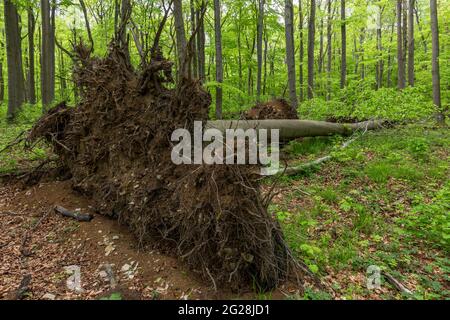 Forêt dans le parc national de Hainich, Thuringe, Allemagne Banque D'Images