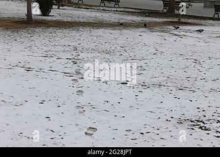 oiseaux à la recherche de nourriture sur la neige Banque D'Images