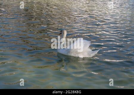 Des cygnes blancs et noirs élégants nageant dans l'étang du parc culturel Banque D'Images