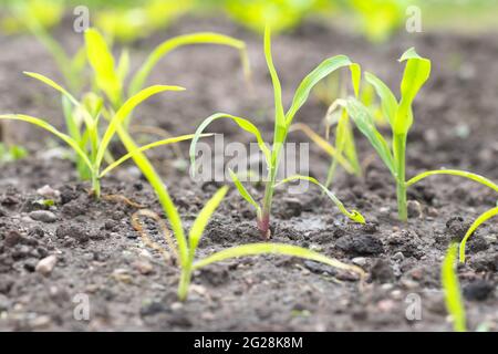 Maïs sucré poussant sur un jardin d'allotissement de légumes au Royaume-Uni en juin 2021 - croissant en bloc Banque D'Images