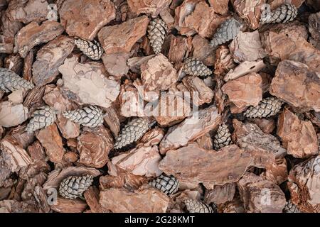 Arrière-plan de la couche de pépites d'écorce de pin utilisée pour le jardinage. Texture naturelle Banque D'Images