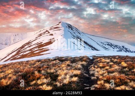 Vue sur les collines herbeuses avec des chaussettes orange et des montagnes enneigées en arrière-plan. Scène de printemps spectaculaire. Photographie de paysage Banque D'Images