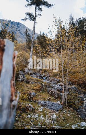 Scène en Autriche, Vilsalpsee et Traualpsee. Jour nuageux, lac, montagnes et forêt rendent la scène majestueuse et impressionnante. Paysage magnifique. Banque D'Images