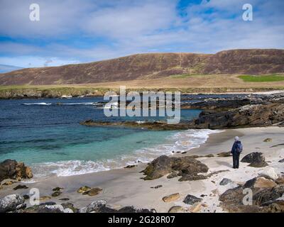 Avec des eaux turquoise, claires et du sable blanc, une seule marchette femelle regarde la mer sur une plage de Collaster sur la côte ouest de Unst, Shetland, Royaume-Uni. Banque D'Images