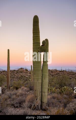 Deux Cactus de Saguaro poussent proches les uns des autres au lever du soleil au-dessus du désert de Sonoran Banque D'Images