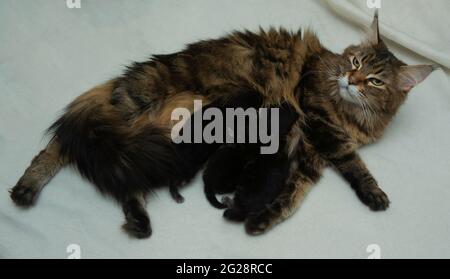 petit bébé mignon chatons allaiter maman chat bois fond Banque D'Images