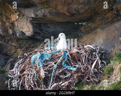 Un nid fulmar actif comprenant des déchets de plastique et de métal - pris près de Collaster sur l'île d'Unst à Shetland, Royaume-Uni. Banque D'Images