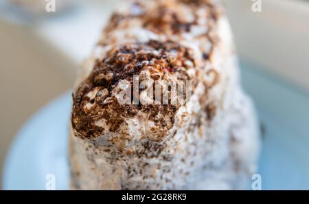 Pousse de champignons shiitake (Lentinula edodes) Banque D'Images