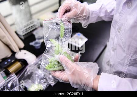 Shenyang, Shenyang, Chine. 9 juin 2021. 9 juin 2021, Shenyang, Liaoning, afin d'assurer la sécurité alimentaire pendant l'examen d'entrée à l'université et d'empêcher strictement que des aliments non qualifiés ne s'écoulent à la table, les départements concernés de Shenyang jouent pleinement le rôle d'inspection et de contrôle rapide des aliments, Et utiliser activement la technologie d'inspection rapide pour servir des services de restauration de grande, moyenne et petite taille autour du site d'examen d'entrée de l'université. L'unité a effectué des échantillonnages et des tests sur place pour assurer la santé et la sécurité des candidats. Crédit : SIPA Asia/ZUMA Wire/Alay Live News Banque D'Images