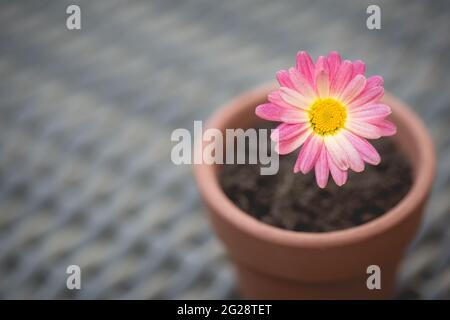 Une jolie Marguerite rose dans un petit pot de fleurs dans un nouveau concept de vie ou de jardinage Banque D'Images