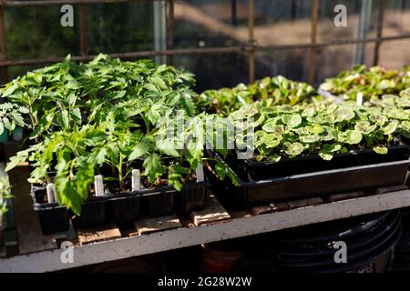 Des jeunes plants de légumes germant en serre. Produit à la maison, autonome, concept biologique Banque D'Images
