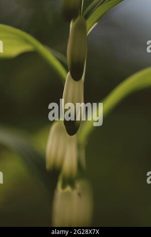 Polygonatum odoratum fleurs blanches-vertes. Fleur angulaire de solomon. Fleurs parfumées de Solomon. Fleurs de solomon blanc doré. Banque D'Images