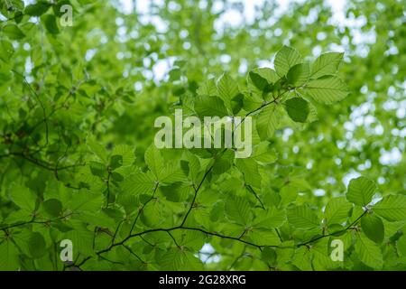 Jeunes feuilles vertes fraîches au printemps. De nouvelles feuilles vertes fraîches sur les fonds verts. Jour de printemps brillant Banque D'Images