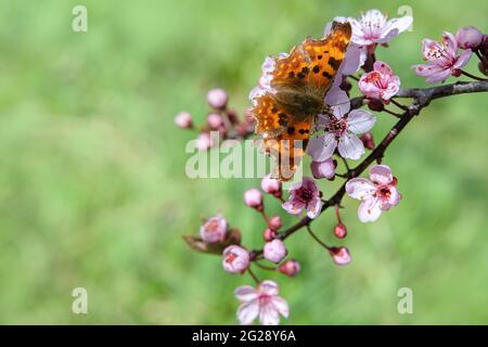 Magnifique papillon sur branche de cerisier au printemps. Arrière-plan de la nature. Mise au point douce Banque D'Images