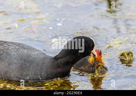 La Foulque eurasienne nourrissant son poulet nouveau-né avec des plantes dans l'eau Banque D'Images