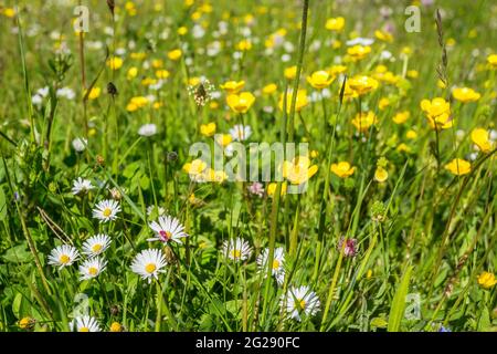 Pâquerettes et tasses de beurre sur un pré d'été Banque D'Images