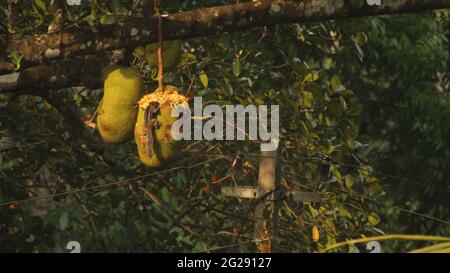 Écureuil manger un jackfruit heureusement de l'arbre de Jackfruit à Kerala, Inde. Animaux mangeant des fruits et de la nourriture dans la forêt. Banque D'Images