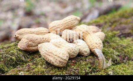 Cacahuètes brutes non pelées dans des huttes brunes dans la texture de la coquille sur un beau fond naturel dans la forêt se trouve dans un tas sur un arbre, à l'extérieur sur un Banque D'Images