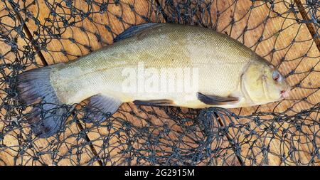 Un tench de poisson cru fraîchement pêché et une cage sur une surface en bois. Une espèce de poissons à raies de la famille des carpes, le seul représentant de la Banque D'Images