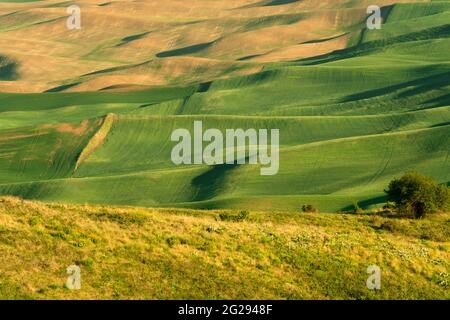 Collines verdoyantes de champs de blé agricoles vus de la Palouse dans l'État de Washington, États-Unis Banque D'Images