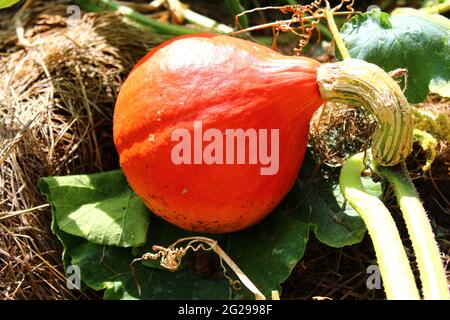 citrouille dans le jardin en été Banque D'Images