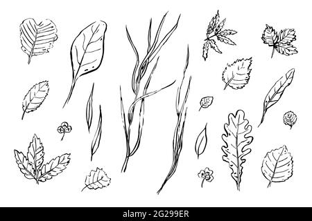 Laisse les esquisses définies. Herbes dessinées à la main isolées sur fond blanc. Collection Doodle plants. Nature, jardinage, forêt, été, signes d'automne. Feuille de Illustration de Vecteur