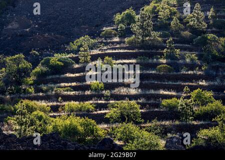 Terrasses agricoles abandonnées sur une colline près d'Arguayo, Santiago del Teide, Tenerife, Iles Canaries, Espagne Banque D'Images