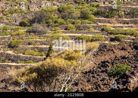 Terrasses agricoles abandonnées sur une colline près d'Arguayo, Santiago del Teide, Tenerife, Iles Canaries, Espagne Banque D'Images