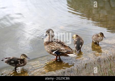 Canard colvert avec trois conduits éclaboussant dans l'eau. Femelle de canard sauvage avec des petits oiseaux près de la cascade au lac d'été Banque D'Images