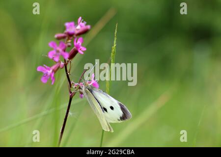 Papillon de chou (Pieris brassicae) sur des fleurs violettes de Viscaria vulgaris, prairie d'été Banque D'Images