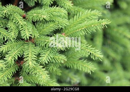 Branches de sapin avec de jeunes aiguilles vertes, arrière-plan de Noël d'épinette Banque D'Images