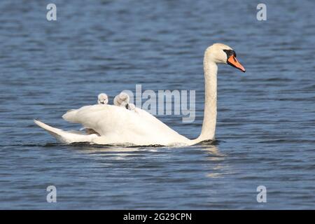 Mute cygne Cygnus orlor mère portant des cygètes sur son dos Banque D'Images