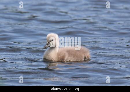 Un cygne muet cygnet nageant sur un étang Banque D'Images