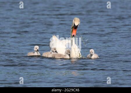 Mute cygne Cygnus orlor mère nourrissant sa famille de quatre cygètes Banque D'Images