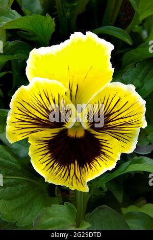 « visage » de pansy coloré. Gros plan montrant les détails d'une seule fleur de pansy jaune vif isolée sur un fond doux de feuilles de pansy vert foncé. Banque D'Images