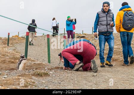 ISLA MAGDALENA, CHILI - 4 MARS 2015 : Tourisme Prenez une photo d'un pingouin dans la colonie de pingouins de l'île Isla Magdalena, dans le détroit de Magellan, au Chili Banque D'Images