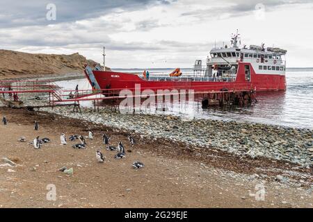 ISLA MAGDALENA, CHILI - 4 MARS 2015 : le ferry avec les touristes arrive à la colonie de pingouins sur l'île Isla Magdalena, dans le détroit de Magellan, au Chili Banque D'Images