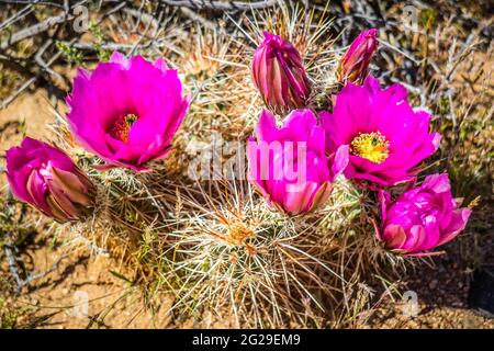 Une floraison rose cactus dans le parc national de Joshua, Californie Banque D'Images