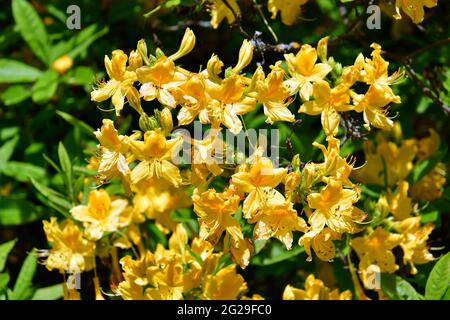 Rhododendren, Rhododendron sp., havasszépe, Jeli arboretum, Comté de Vas, Hongrie, Magyarország, Europe Banque D'Images