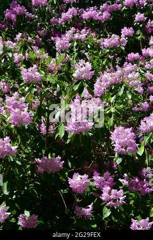 Rhododendren, Rhododendron sp., havasszépe, Jeli arboretum, Comté de Vas, Hongrie, Magyarország, Europe Banque D'Images