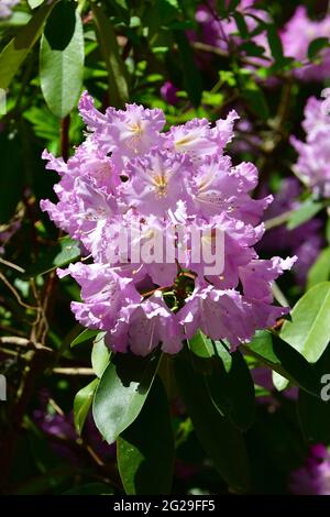 Rhododendren, Rhododendron sp., havasszépe, Jeli arboretum, Comté de Vas, Hongrie, Magyarország, Europe Banque D'Images